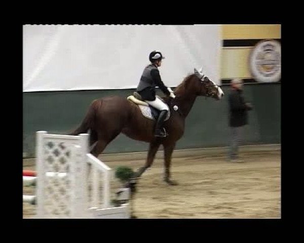 Springpferd Rubin 575 (Hannoveraner, 2001, von Rotspon)