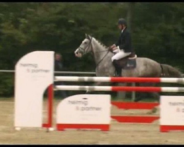 Springpferd Curry 23 (Westfale, 2006, von Carlando I)