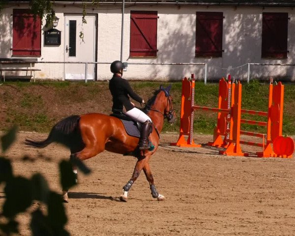 Reitturnier Lgl.-Oberhain, B95 2022