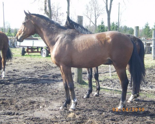 Pferd Rubinjo (Oldenburger, 2008, von Rubin Cortes OLD)