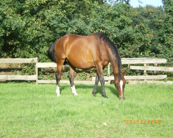broodmare Ariane (Oldenburg, 1990, from Akzent II)