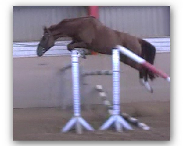 Pferd Aurelia (Oldenburger Springpferd, 2007, von Aurelio)