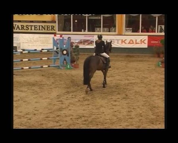 Springpferd Amanda 247 (Westfale, 2004, von Amantus)