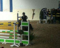 dressage horse Johan 6 (Welsh, 2006)