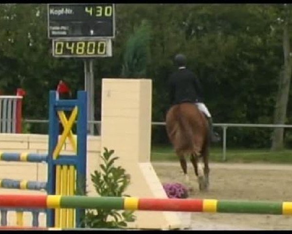 Springpferd Comtess 186 (Westfale, 2006, von Christoph Columbus)