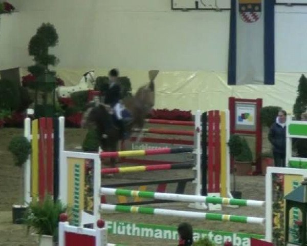 horse Hector V (Belgian Riding Pony, 2003, from Emmickhoven's Diego)