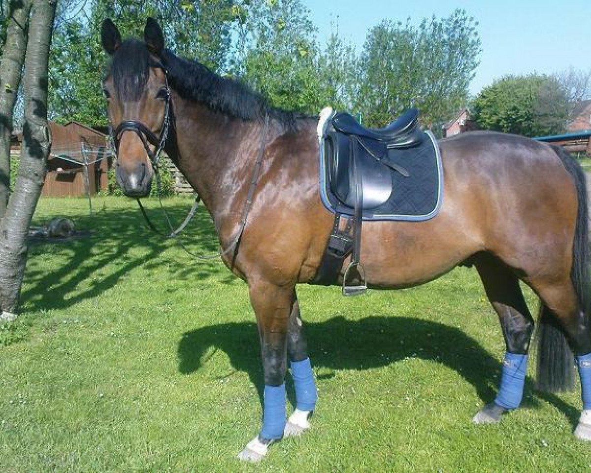 Pferd Leo (Brandenburger, 1997, von Lucky Champ)