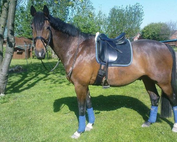 Pferd Leo (Brandenburger, 1997, von Lucky Champ)