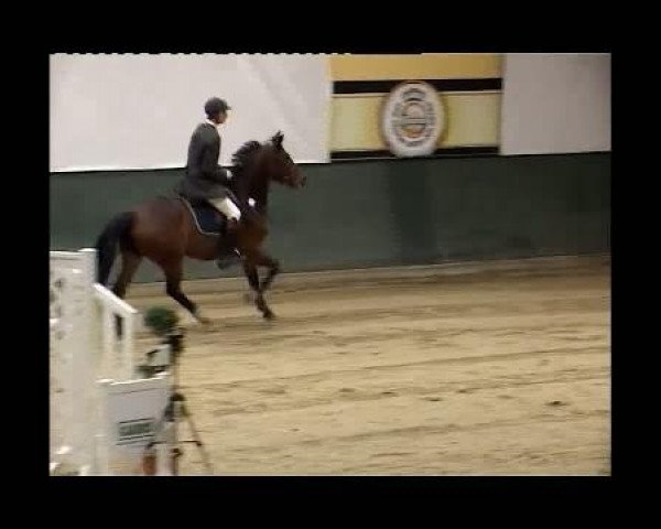 horse Cayenne 2 (Hanoverian, 1967, from Cid)