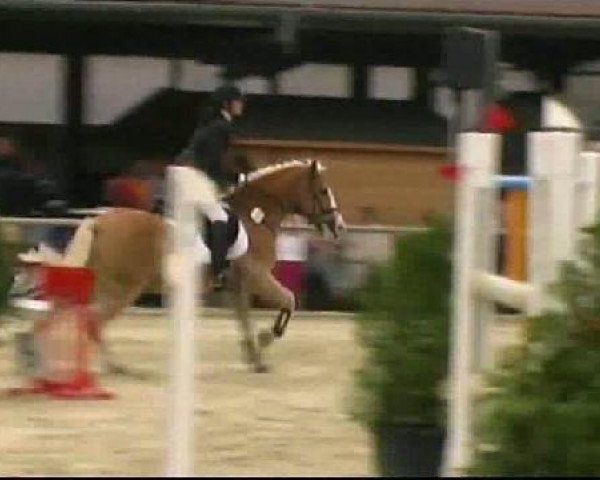 jumper Status 8 (Westphalian, 1994, from Stichling)