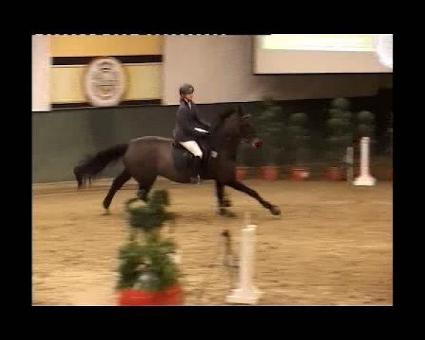 jumper Pina Colada 116 (Westphalian, 1998, from Pik Labionics)