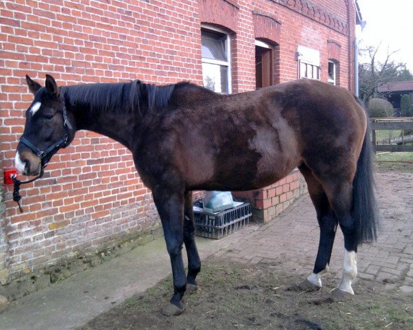 Pferd Ginger (Hannoveraner, 1999)