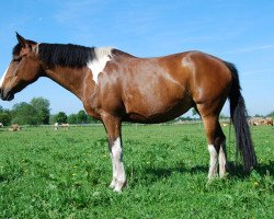 Zuchtstute Speedy (Pinto/Kleines Reitpferd, 2009)