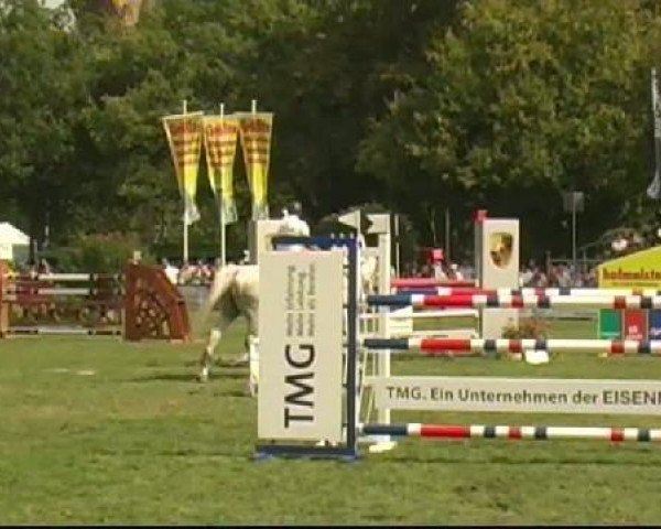 jumper Cobold 39 (Holsteiner, 2002, from Colman)