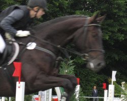 jumper Escouflair (Hanoverian, 2002, from Embassy I)