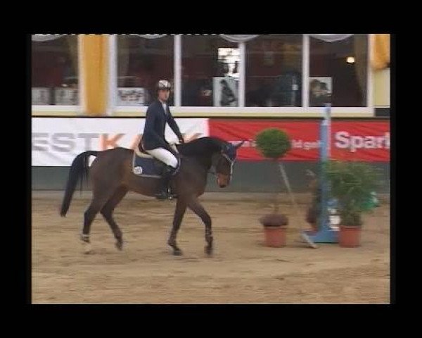jumper Michel Angelo 6 (German Warmblood, 2005, from Unbekannt)
