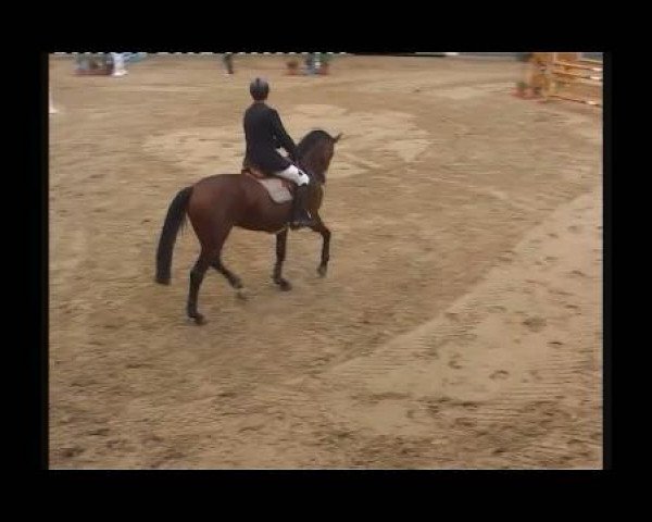 jumper Danjuma (Westphalian, 2005, from Don Bedo I)