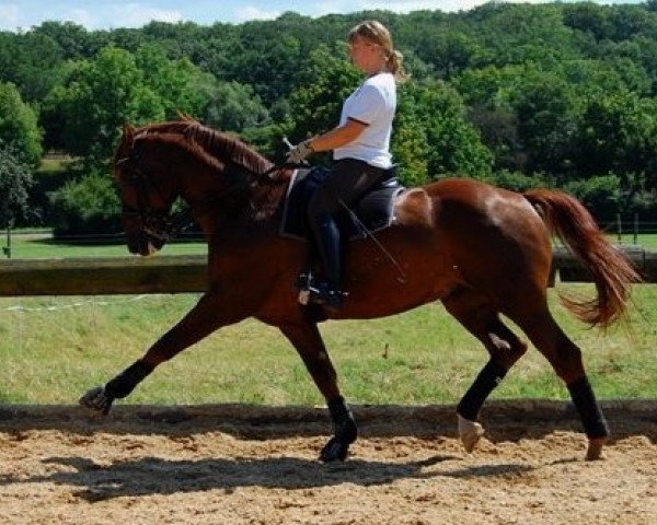 dressage horse Dr.Schiwago 7 (Hanoverian, 2000, from Donnerhall)