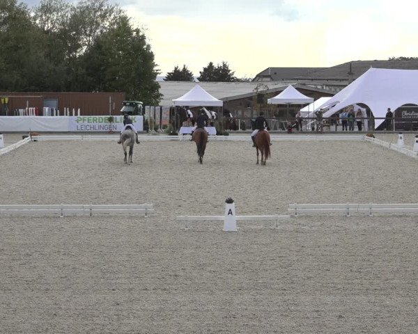 Reitturnier Leichlingen-Witzhelden 2022