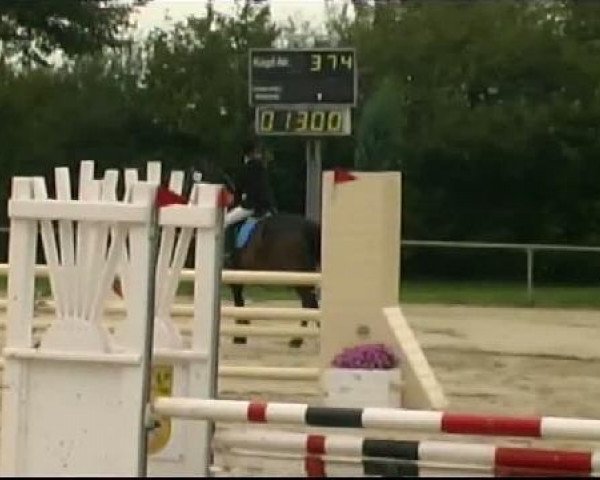 Springpferd Rocco Camio (Westfale, 2002, von Rockwell) Springpferd Rocco Camio (Westfale, 2002, von Rockwell)