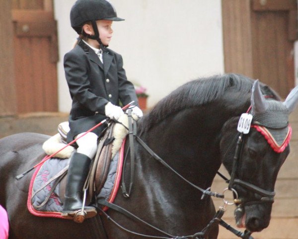 Springpferd Donnerfee 15 (Zweibrücker, 1995, von Donnerschlag)