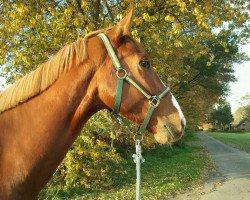 Dressurpferd Darwin Key (Hannoveraner, 2007, von Don Bosco)