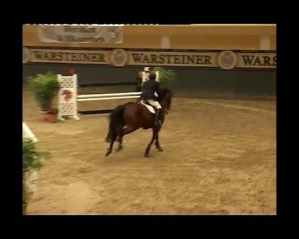 Zuchtstute Acella (Hannoveraner, 1939, von Ast)