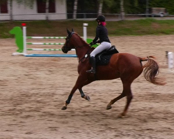 Reitturnier Lgl.-Oberhain, B95 2022