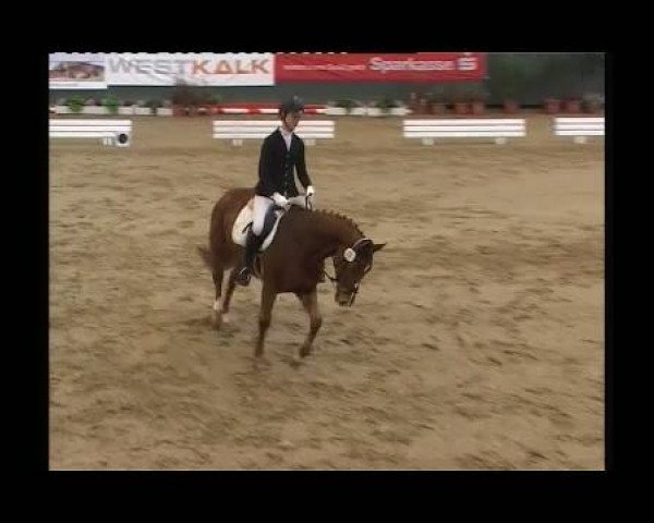 Zuchtstute All Time High 3 (Lettisches Warmblut, 2002, von Audi Quattro)