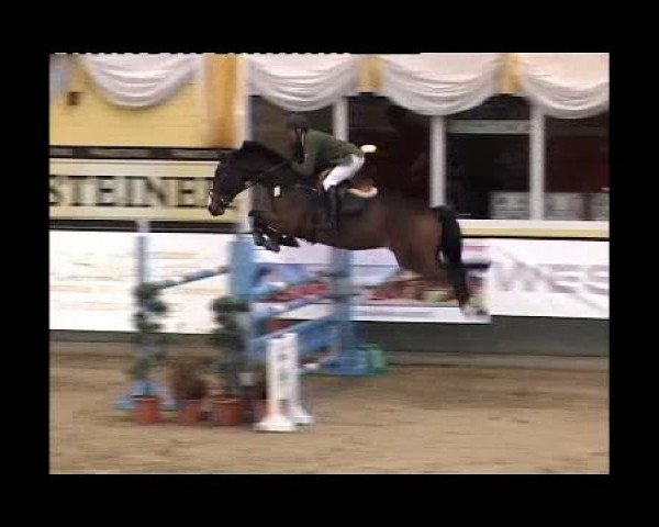 jumper Hackleberry (Westphalian, 2005, from Holland)