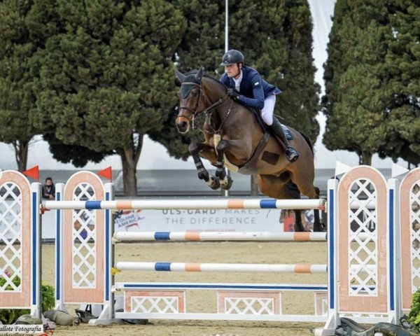 jumper Charly 1635 (Oldenburg, 2013, from Clinton I)