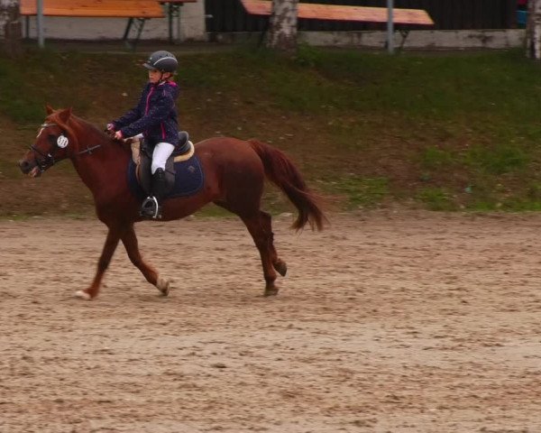 Reitturnier Lgl.-Oberhain, B95 2022