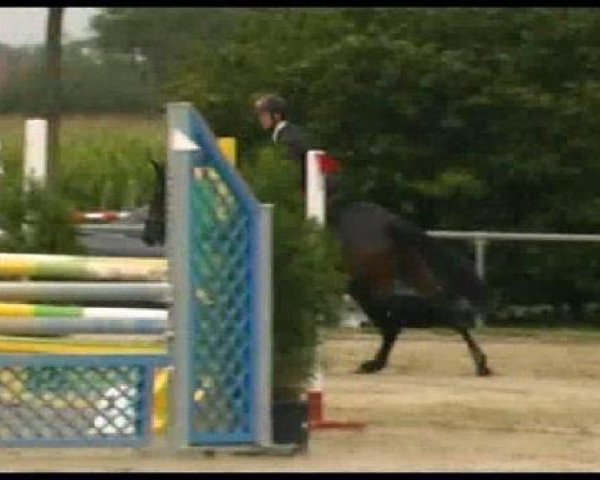 jumper Lexington 52 (Westphalian, 2005, from Lenardo)