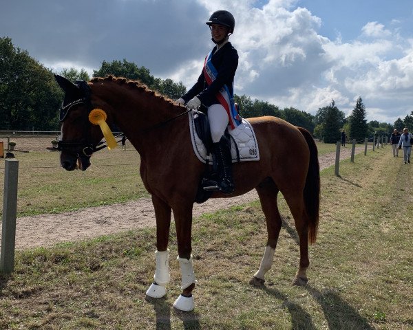 dressage horse Sambuca 77 (German Sport Horse, 2009, from Scolari)
