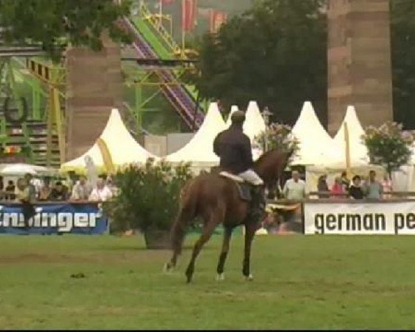 jumper Showman 11 (Hessian Warmblood, 1999, from Sunrise)