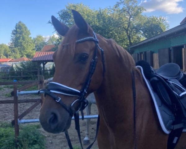 Springpferd Dorieno (Deutsches Reitpony, 2008, von Destino R) Springpferd Dorieno (Deutsches Reitpony, 2008, von Destino R)