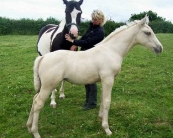 horse Vecthom Grace (KWPN (Royal Dutch Sporthorse), 2009, from McJonnas)