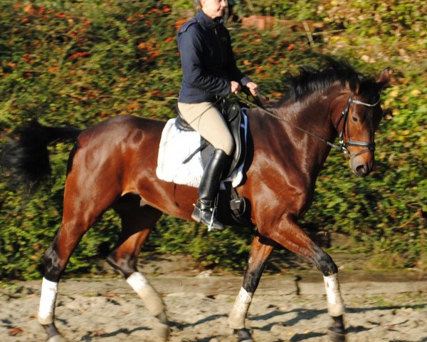 horse Shagoon (Oldenburg, 2006, from Salut Le Bon)