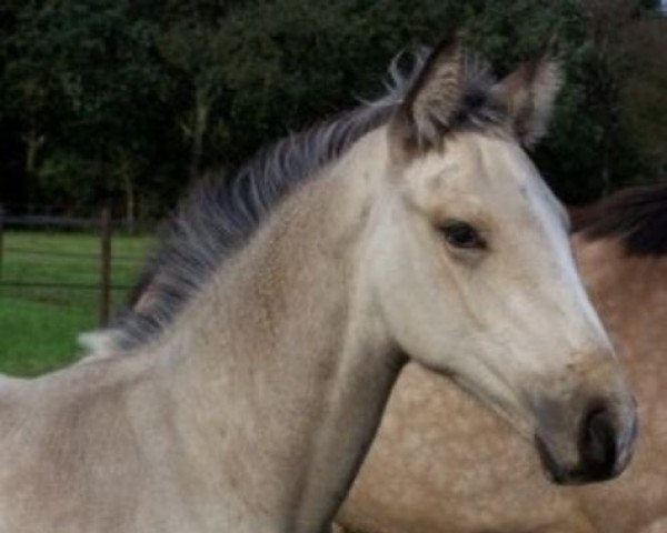 horse McDutch (KWPN (Royal Dutch Sporthorse), 2011, from McJonnas)