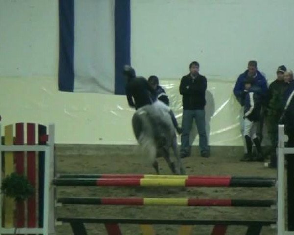 Springpferd Take it now (Deutsches Reitpony, 2001, von Top King)