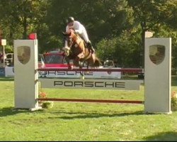 jumper Magnum du Chable CH (Swiss Warmblood, 2000, from Roy d'Artoire)