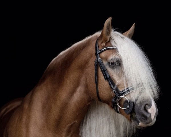 broodmare Amy Rose (Haflinger, 2010, from Alabaster B)
