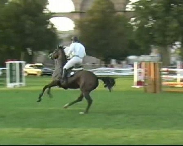 jumper Opale de Vierville (Selle Français, 2002, from Col Canto)