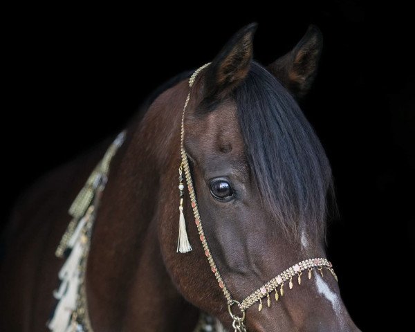 stallion Thee Absolut EAO (Arabian purebred, 1998, from Absolut RCA EAO)