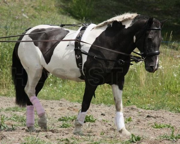Pferd Thula fra Bakkakoti (Islandpferd, 1993, von Rektor frá Jaðri)