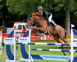 jumper Goldika vd Leuba (Oldenburg show jumper, 2016, from Zirocco Blue)