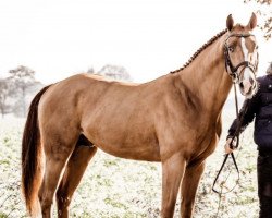 jumper Hot Shot B (Oldenburg show jumper, 2018, from Hickstead White)