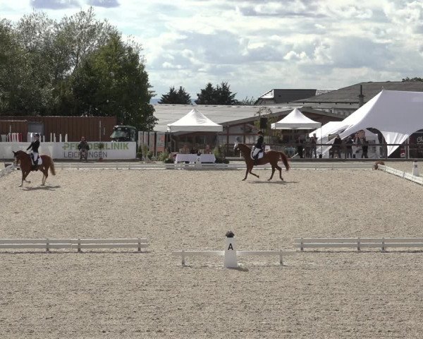 Reitturnier Leichlingen-Witzhelden 2022