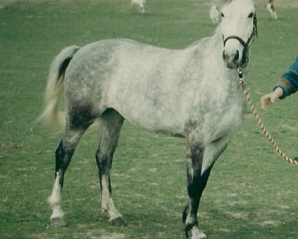 broodmare Ramira (Oldenburg, 1984, from Ramiroff)