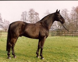 Deckhengst Ramiroff (Westfale, 1978, von Ramiro Z)